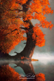 Photo d'automne réalisée avec l'aide de l'IA intelligence artificielle générative de Photoshop