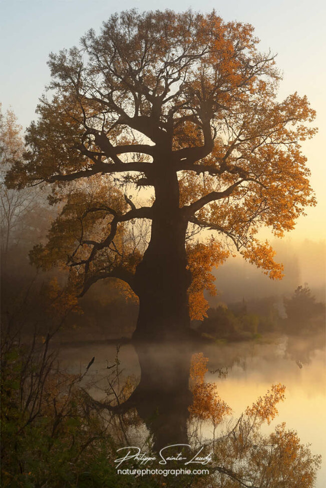 Photo d'automne réalisée avec l'aide de l'IA intelligence artificielle générative de Photoshop
