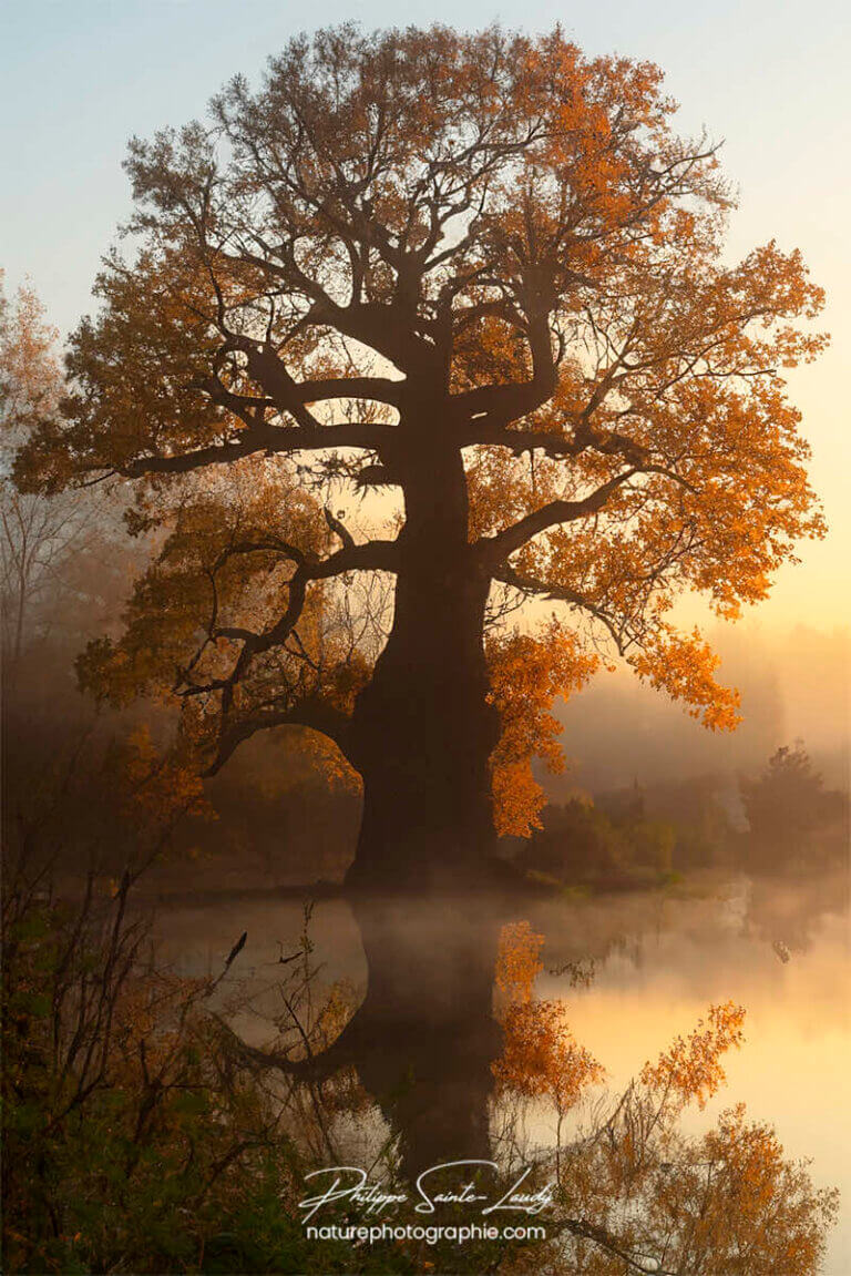 Photo d'automne réalisée avec l'aide de l'IA intelligence artificielle générative de Photoshop
