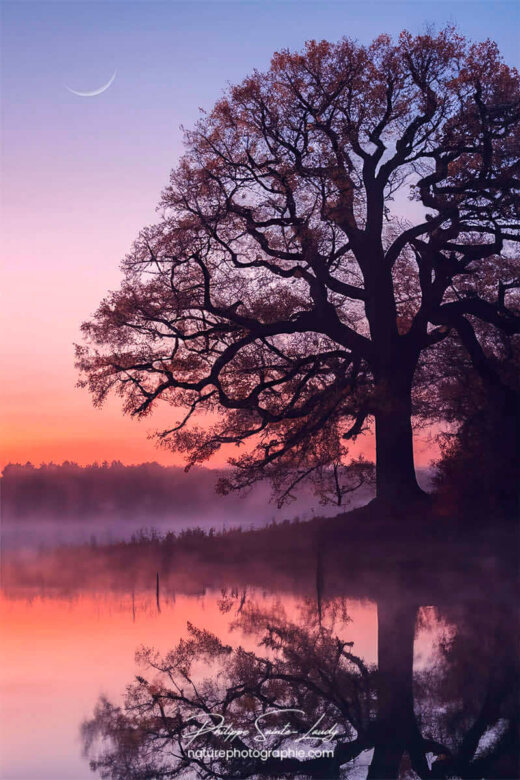 Photo d'automne réalisée avec l'aide de l'IA intelligence artificielle générative de Photoshop