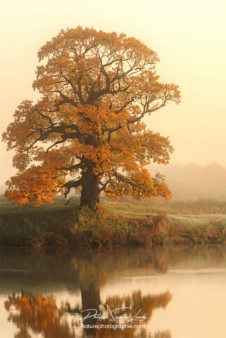 Photo d'automne réalisée avec l'aide de l'IA intelligence artificielle générative de Photoshop