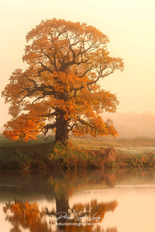 Photo d'automne réalisée avec l'aide de l'IA intelligence artificielle générative de Photoshop