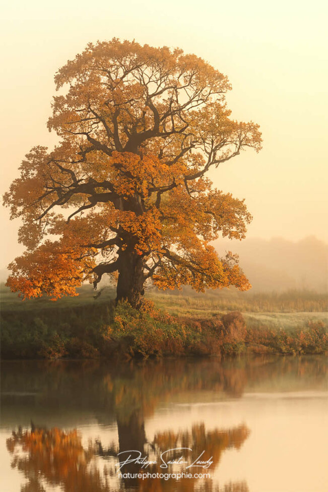 Photo d'automne réalisée avec l'aide de l'IA intelligence artificielle générative de Photoshop