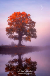 Photo d'automne réalisée avec l'aide de l'IA intelligence artificielle générative de Photoshop