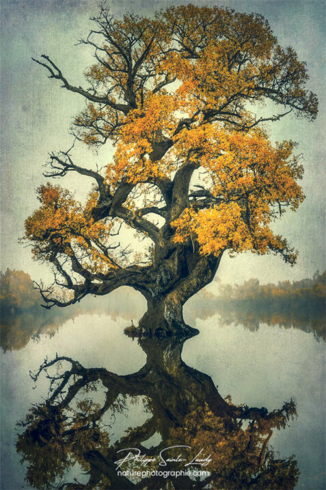 Photo d'automne réalisée avec l'aide de l'IA intelligence artificielle générative de Photoshop