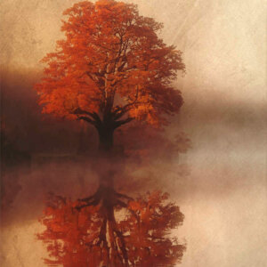 IA Collection – Autumn Trees #32 Photo d'automne réalisée avec l'aide de l'IA intelligence artificielle générative de Photoshop