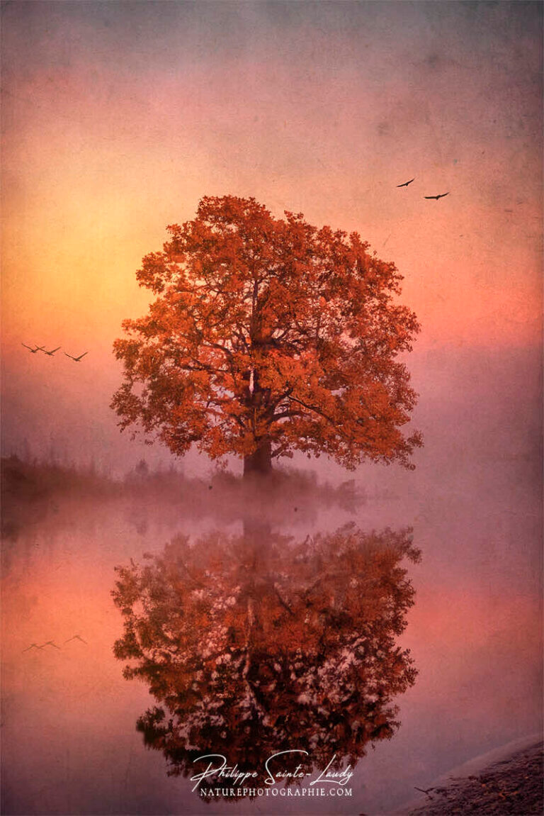 Photo d'automne réalisée avec l'aide de l'IA intelligence artificielle générative de Photoshop