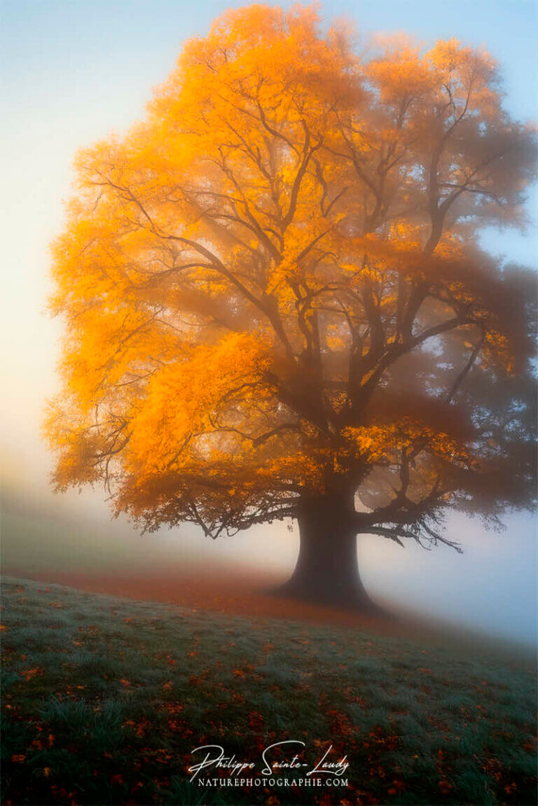 Photo d'automne réalisée avec l'aide de l'IA intelligence artificielle générative de Photoshop