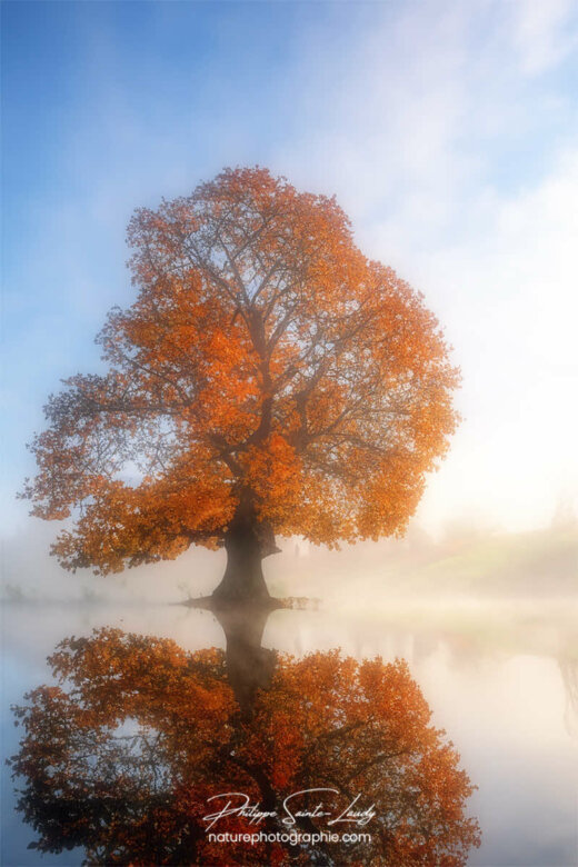 Photos d'arbres en automne réalisées avec l'aide de l'IA générative de Photoshop