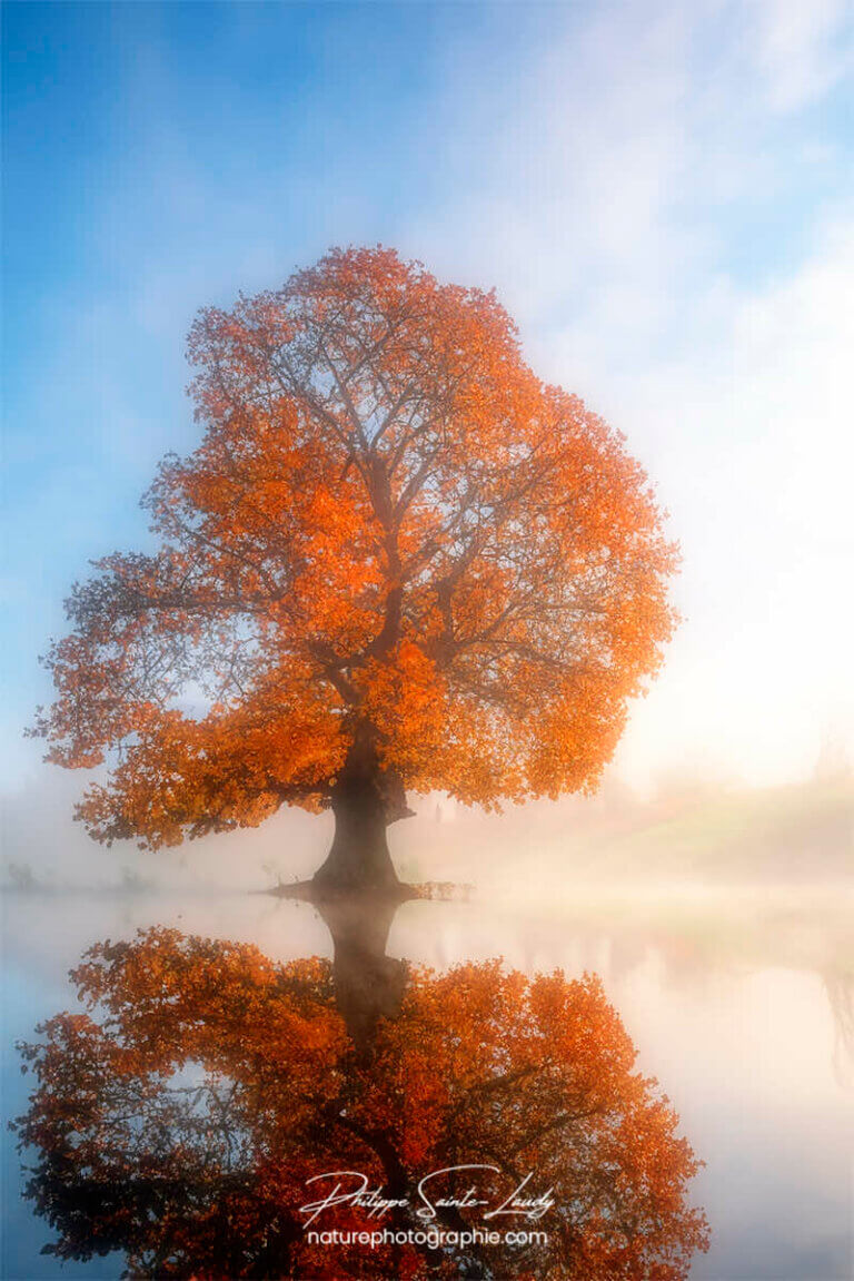 Photos d'arbres en automne réalisées avec l'aide de l'IA générative de Photoshop