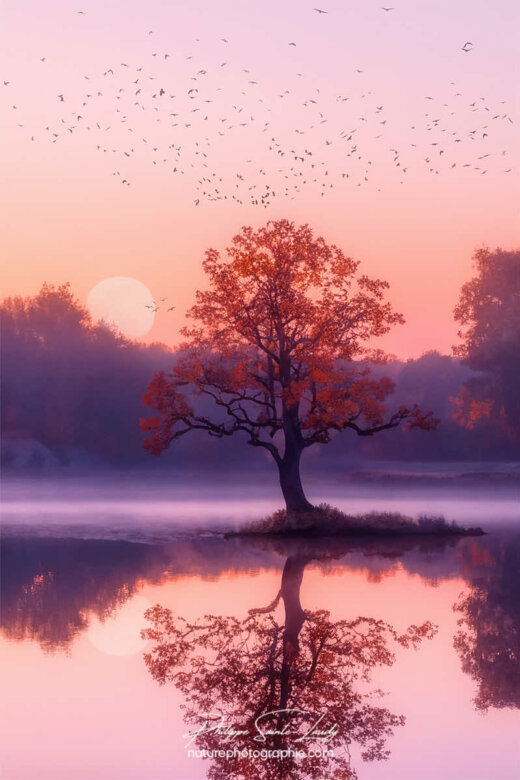 Photos d'arbres en automne réalisées avec l'aide de l'IA générative de Photoshop