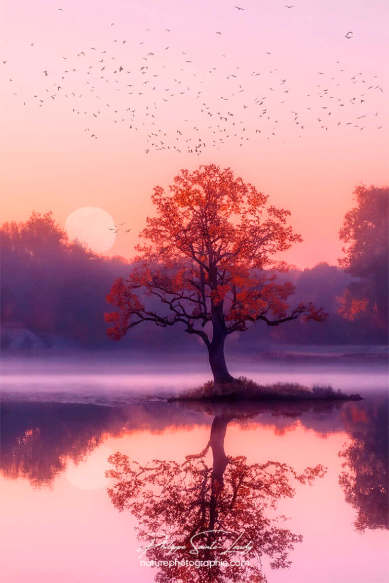 Photos d'arbres en automne réalisées avec l'aide de l'IA générative de Photoshop