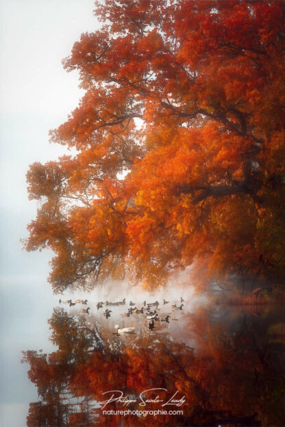 Photos d'arbres en automne réalisées avec l'aide de l'IA générative de Photoshop