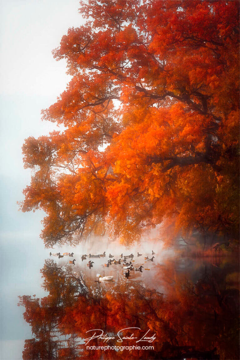 Photos d'arbres en automne réalisées avec l'aide de l'IA générative de Photoshop