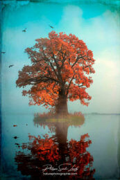 Photo d'automne réalisée avec l'aide de l'IA intelligence artificielle générative de Photoshop