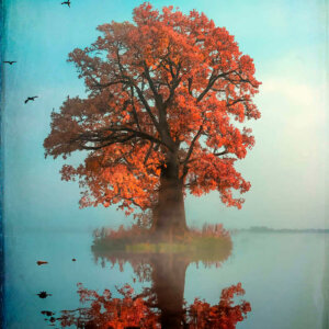 IA Collection – Autumn Trees #4 Photo d'automne réalisée avec l'aide de l'IA intelligence artificielle générative de Photoshop