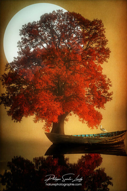 Photos d'arbres en automne réalisées avec l'aide de l'IA générative de Photoshop