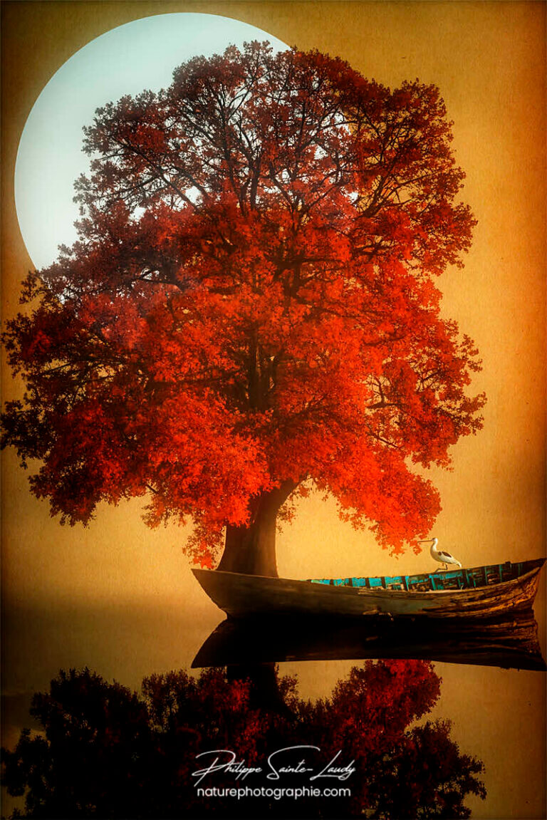 Photos d'arbres en automne réalisées avec l'aide de l'IA générative de Photoshop