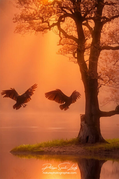 Photos d'arbres en automne réalisées avec l'aide de l'IA générative de Photoshop