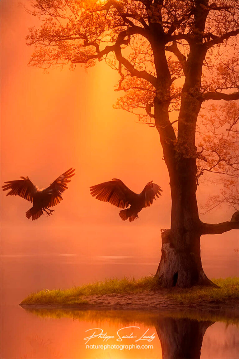 Photos d'arbres en automne réalisées avec l'aide de l'IA générative de Photoshop