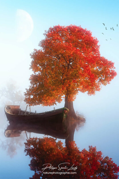 Photos d'arbres en automne réalisées avec l'aide de l'IA générative de Photoshop