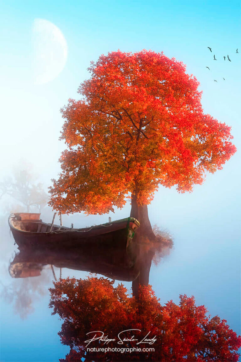 Photos d'arbres en automne réalisées avec l'aide de l'IA générative de Photoshop