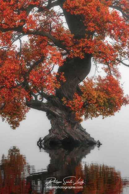 Photo d'automne réalisée avec l'aide de l'IA intelligence artificielle générative de Photoshop