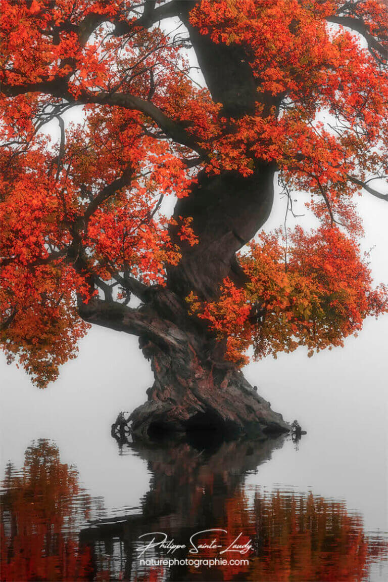 Photo d'automne réalisée avec l'aide de l'IA intelligence artificielle générative de Photoshop