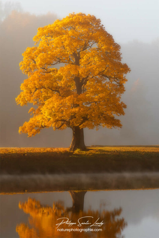 Photo d'automne réalisée avec l'aide de l'IA intelligence artificielle générative de Photoshop