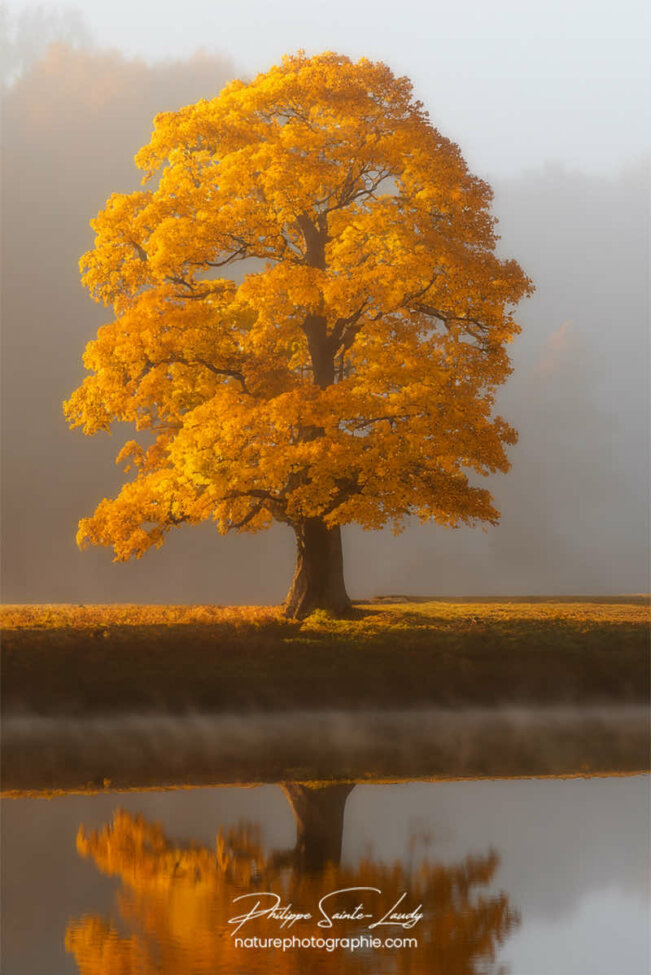 Photo d'automne réalisée avec l'aide de l'IA intelligence artificielle générative de Photoshop