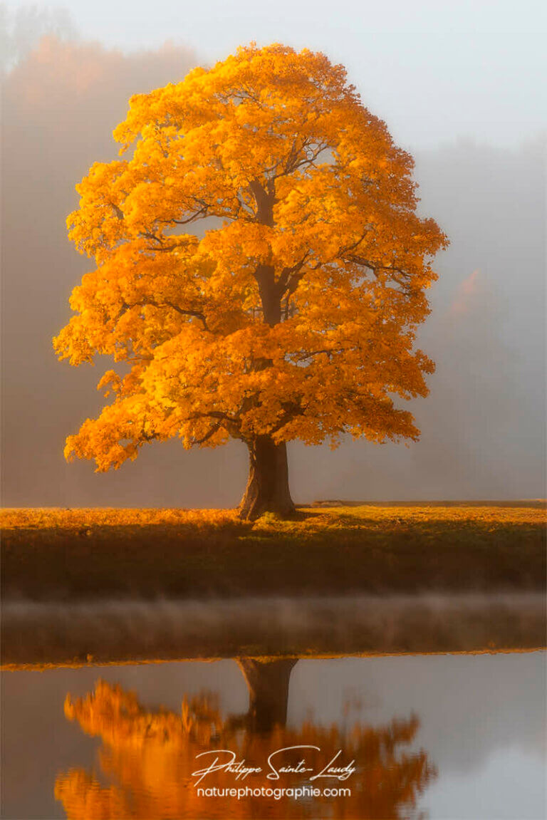 Photo d'automne réalisée avec l'aide de l'IA intelligence artificielle générative de Photoshop