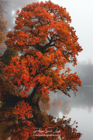 Photo d'automne réalisée avec l'aide de l'IA intelligence artificielle générative de Photoshop