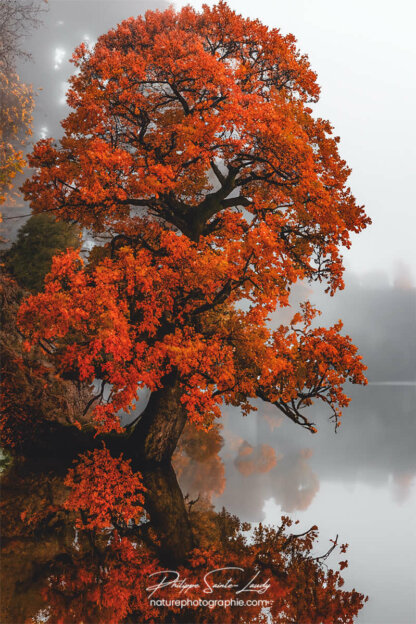 Photo d'automne réalisée avec l'aide de l'IA intelligence artificielle générative de Photoshop