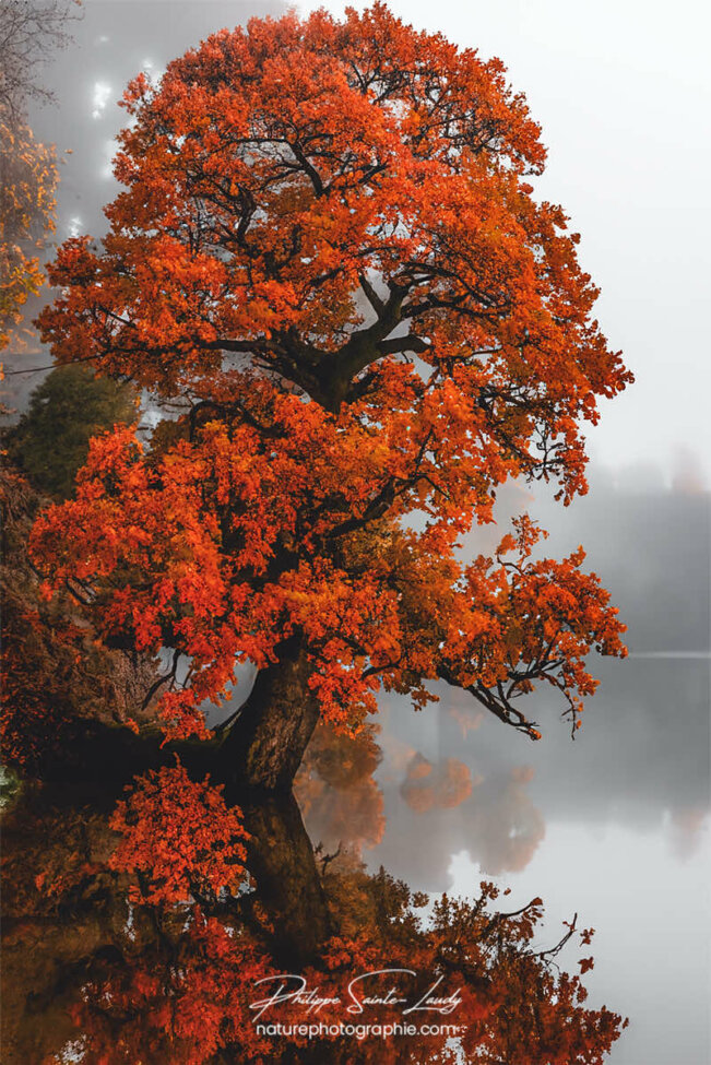 Photo d'automne réalisée avec l'aide de l'IA intelligence artificielle générative de Photoshop