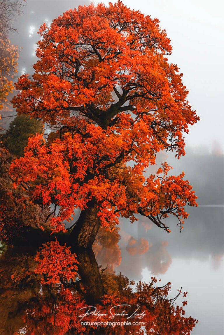 Photo d'automne réalisée avec l'aide de l'IA intelligence artificielle générative de Photoshop