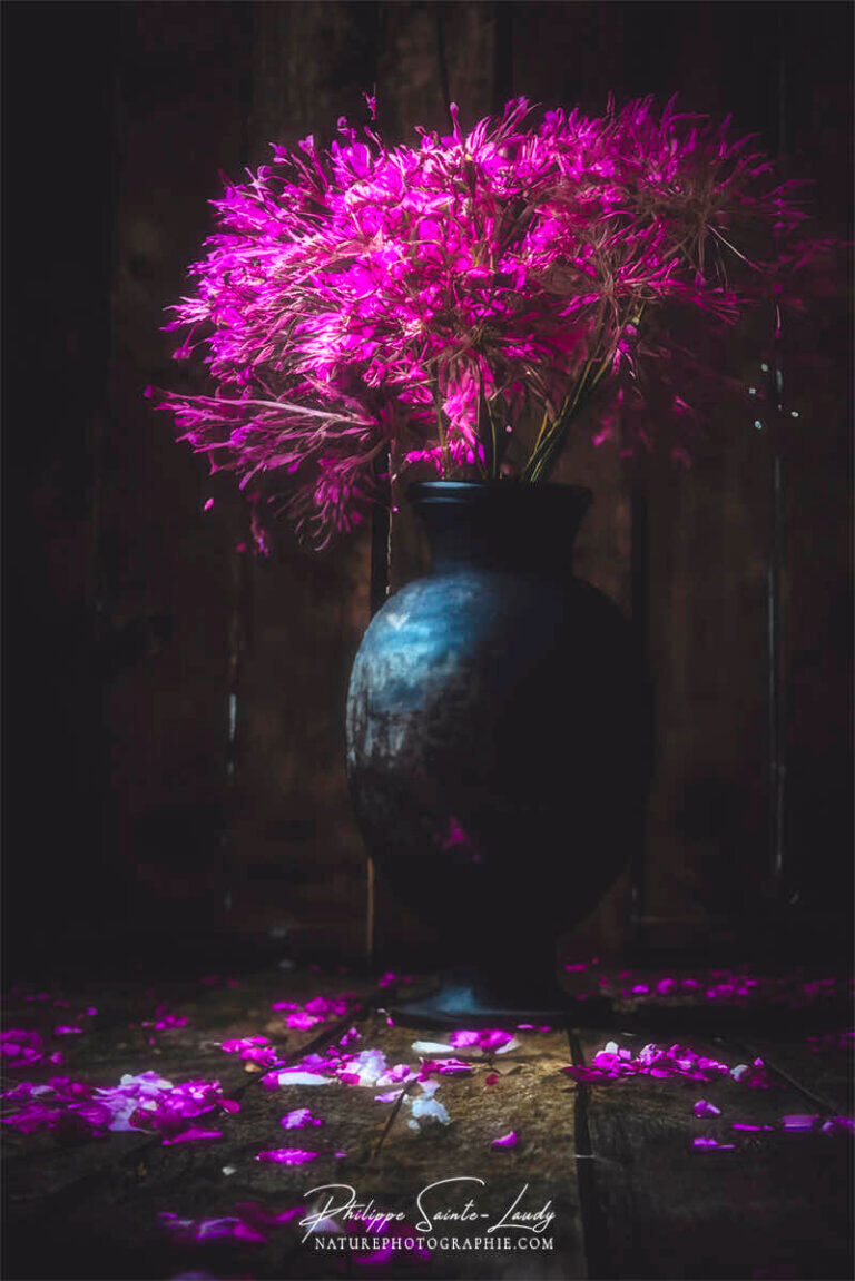 Composition florale réalisée avec l'aide de l'IA intelligence artificielle générative de Photoshop