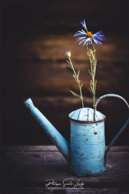 Composition florale réalisée avec l'aide de l'IA intelligence artificielle générative de Photoshop