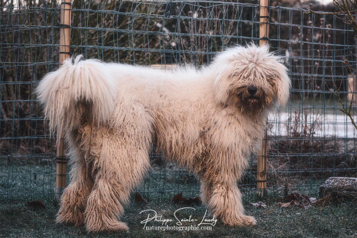 Komondor - Chienne d'un an