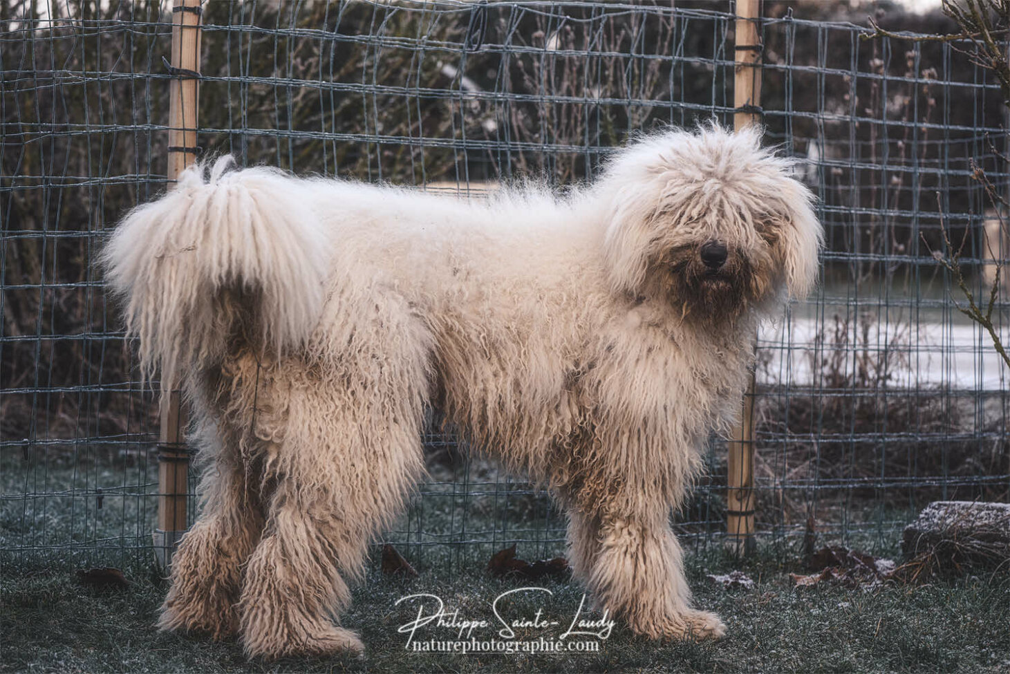 Komondor - Chienne d'un an
