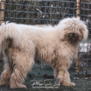 Komondor Komondor - Chienne d'un an