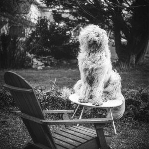 Maddy – Komondor Komondor assis