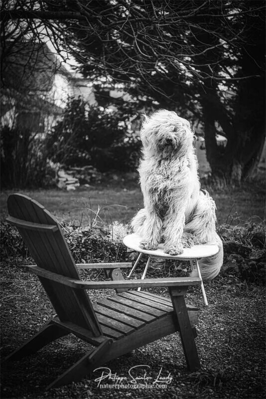 Komondor assis