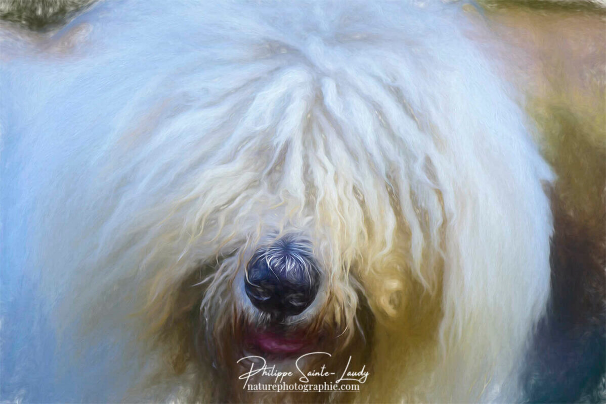 Komondor - Boule de poils