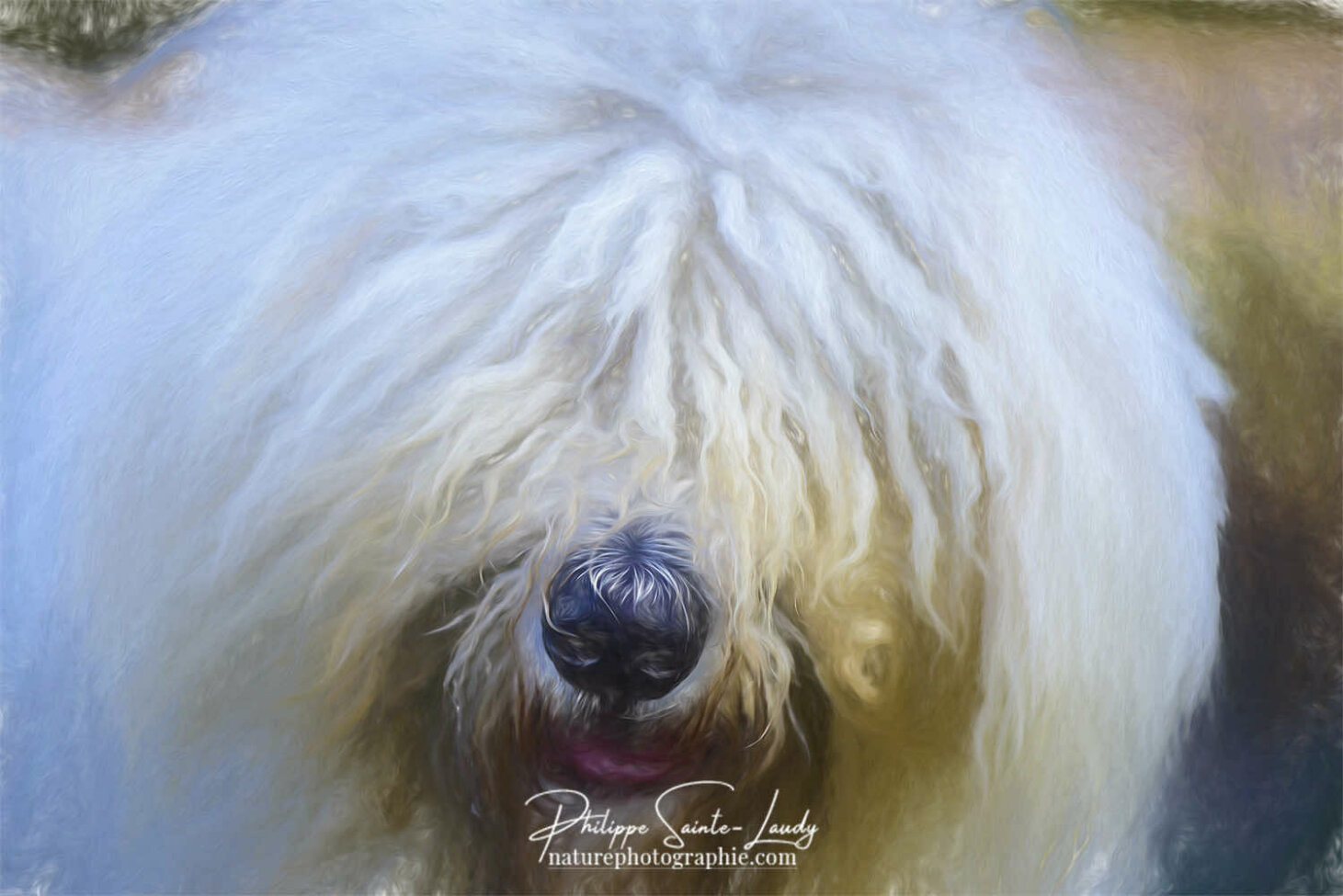 Komondor - Boule de poils