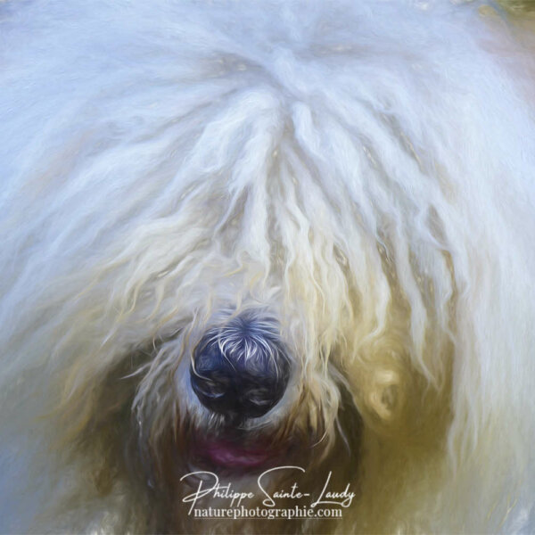 Tête de Komondor Komondor - Boule de poils