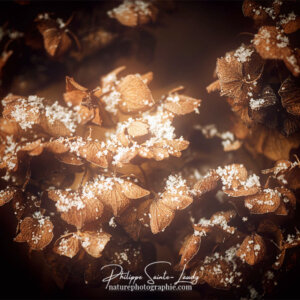 We’ll Find Effet Orton sur un hortensia