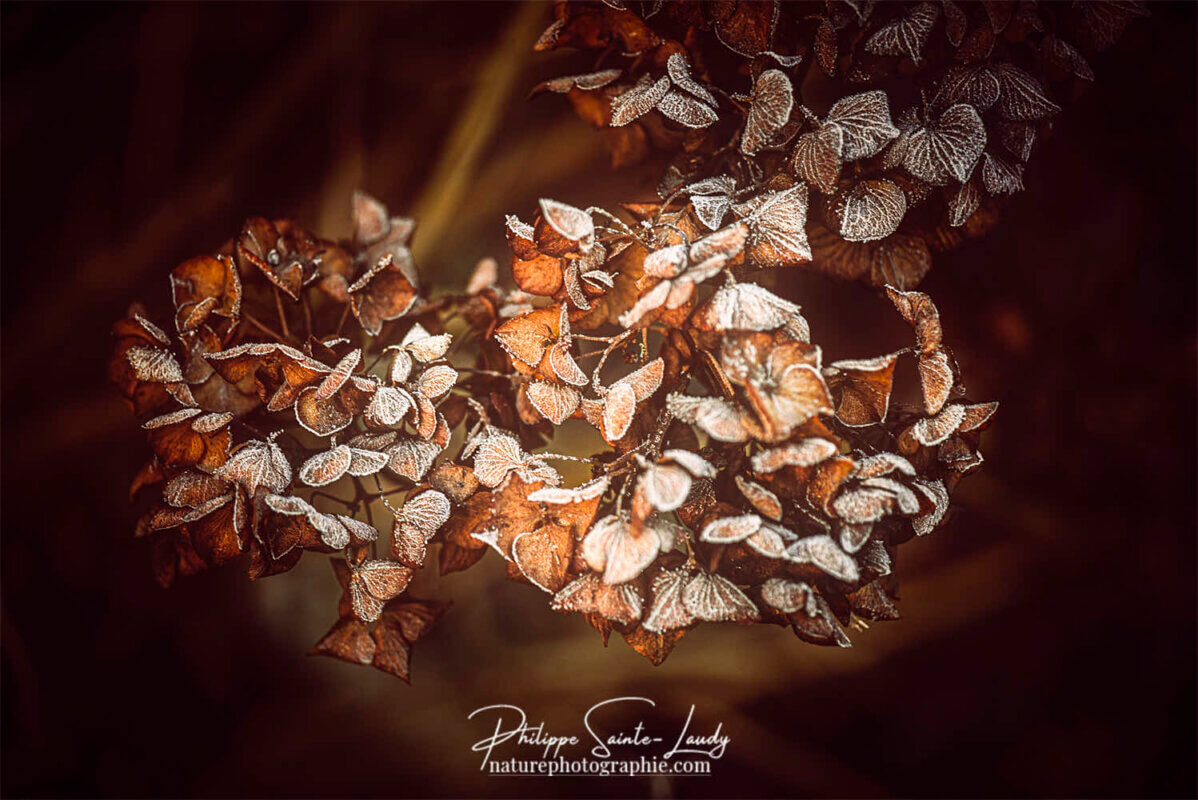 Hortensia en hiver