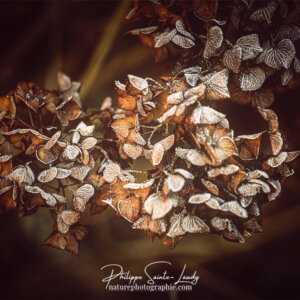 What’s Your Story Hortensia en hiver