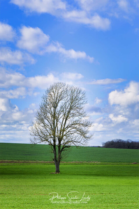 Un arbre nu devant un ciel bleu nuageux