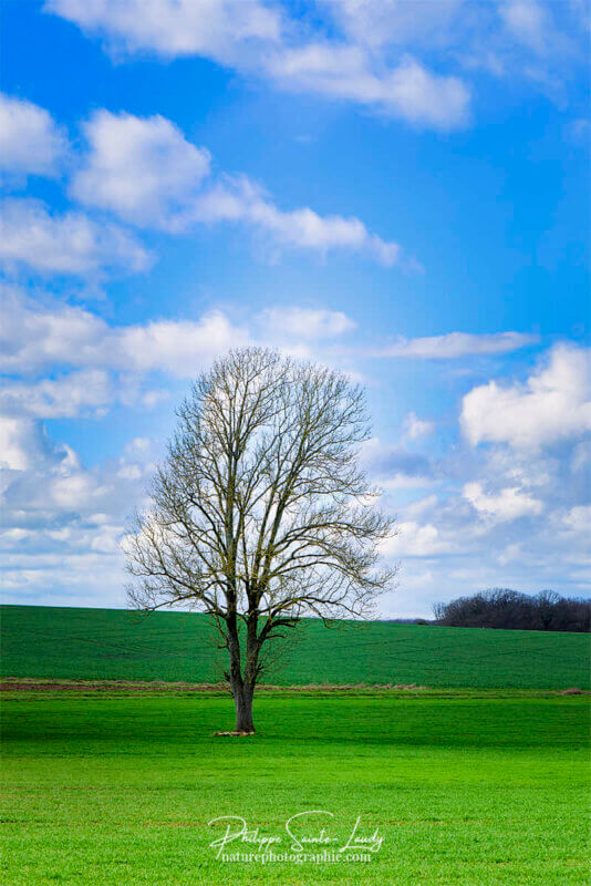 Un arbre nu devant un ciel bleu nuageux